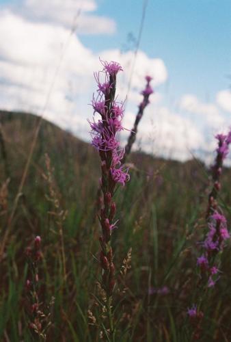 A Minnesota Wildflower - 