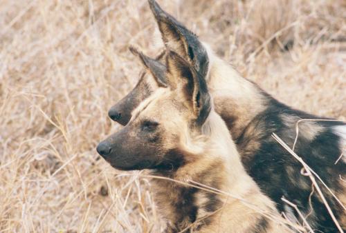 A Pair of Wild Dogs