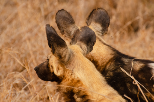 Dog Ears