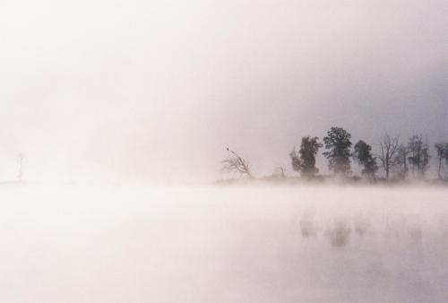 Eagle on a Moody Morning