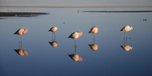 Flamingos of Uyuni