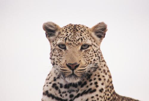 Leopard Stare