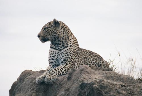 Leopard in Profile