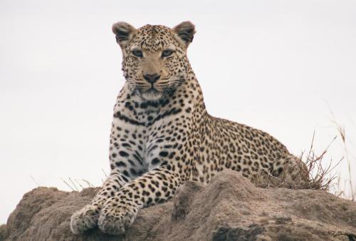 Leopard on a Termite Mound