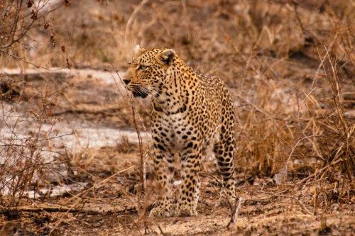 Leopard on the Hunt