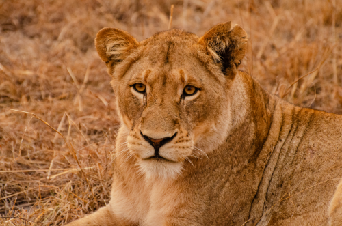 Lioness