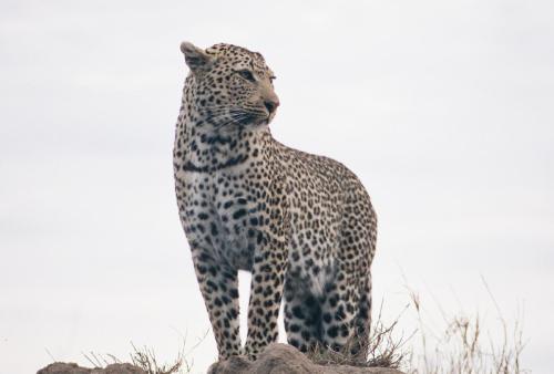 Majestic Leopard