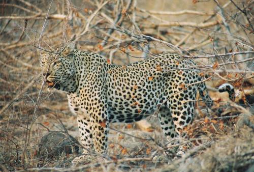 Male Leopard on the Prowl