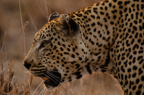 Profile of a Leopard